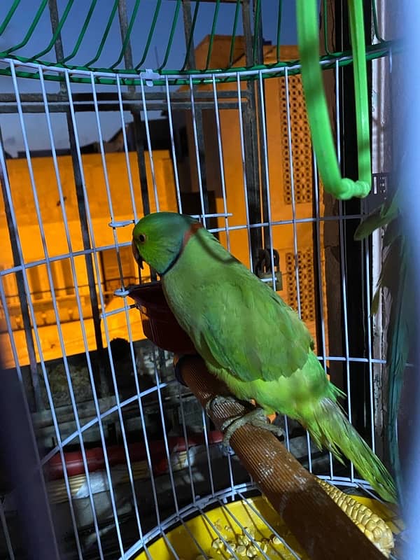 ringneck parrot for sale and exchange 1