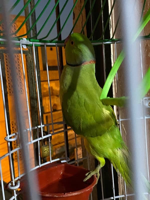 ringneck parrot for sale and exchange 2