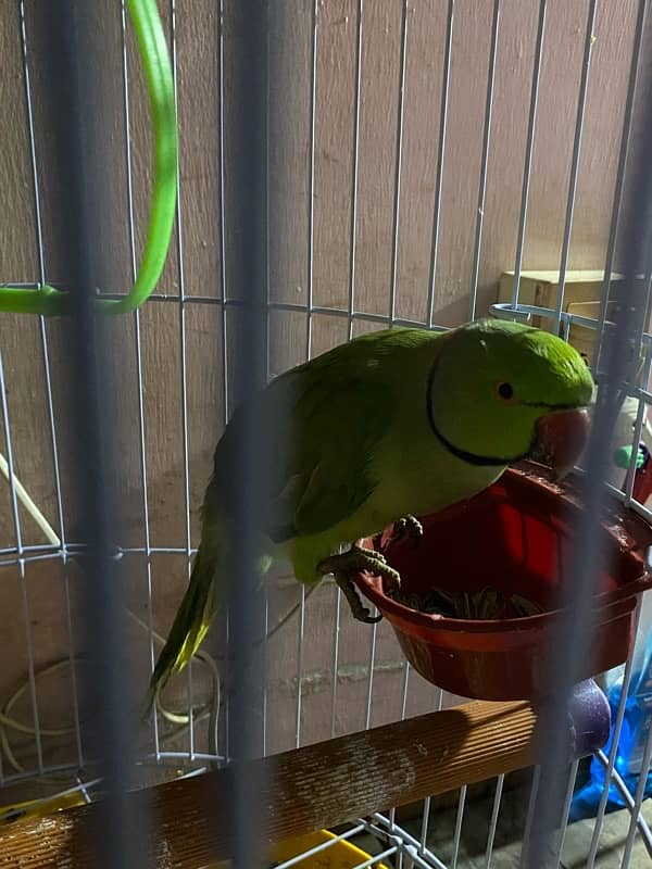 ringneck parrot for sale and exchange 3