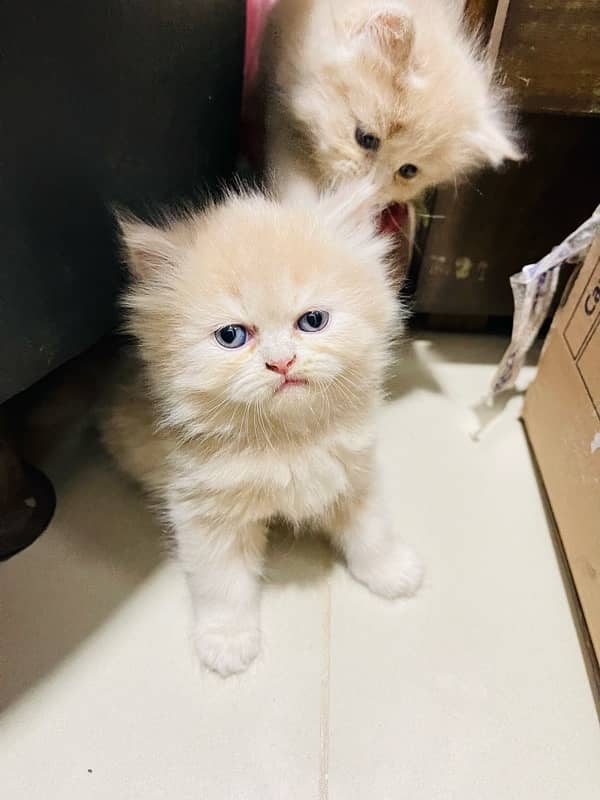 Persian kittens 1