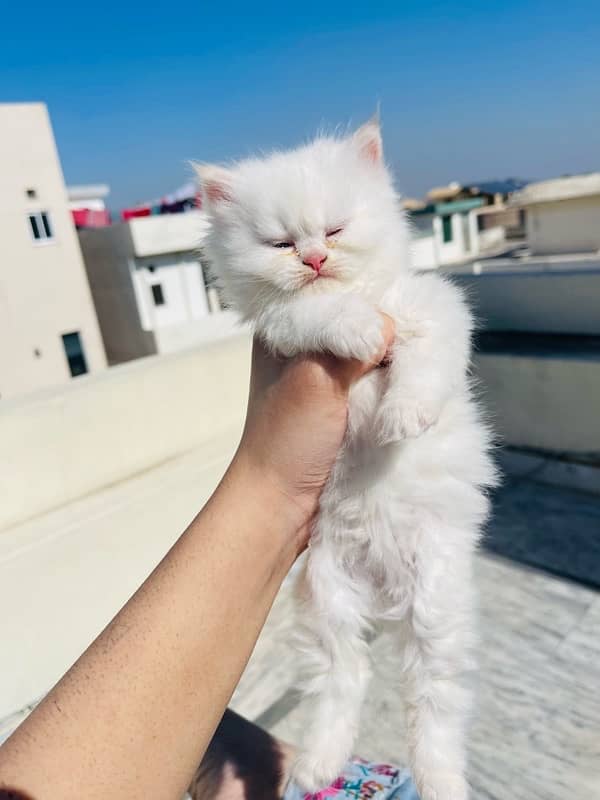 Persian kittens 17