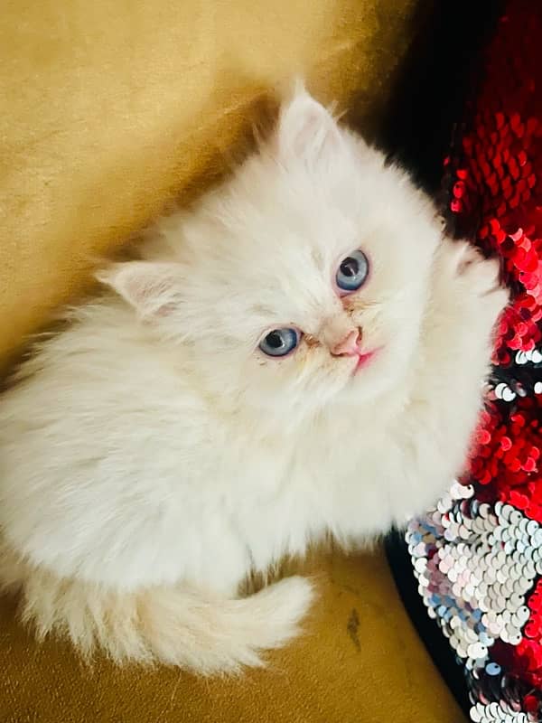 Persian kittens 18