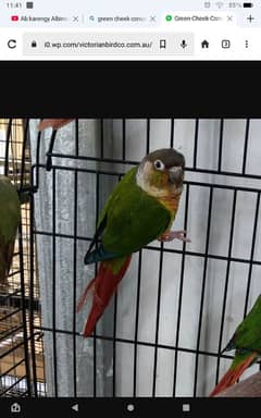 conure pair