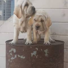 EXTREME QUALITY CHINIES LABRADOR PUPPY