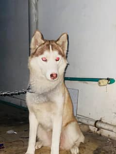 Husky for sale | Female