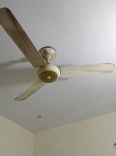 fan