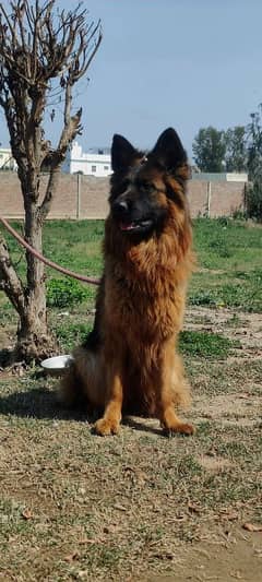 German Shepherd king size