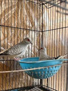 dove breeder pair