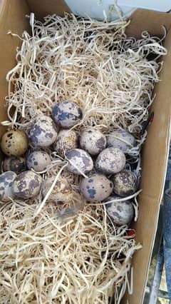 Batair eggs for sale