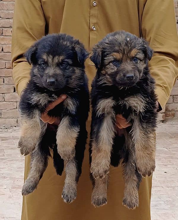 German Shepherd Puppies 0