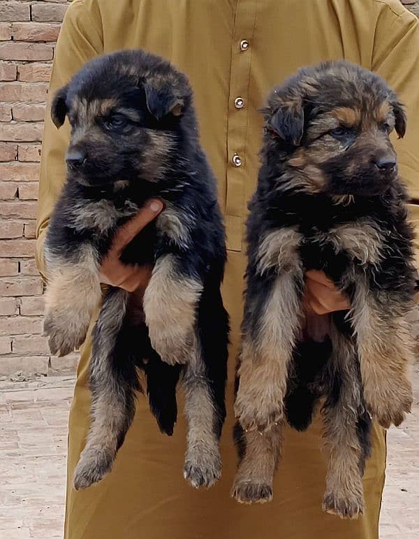 German Shepherd Puppies 1