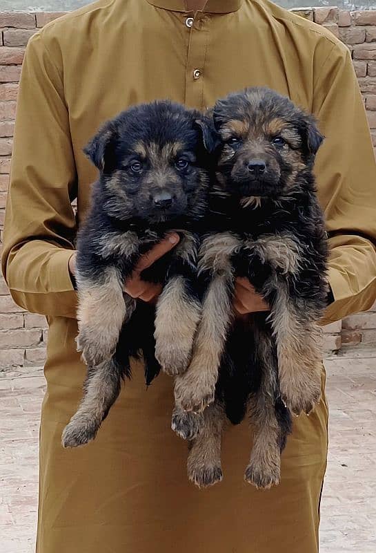 German Shepherd Puppies 3