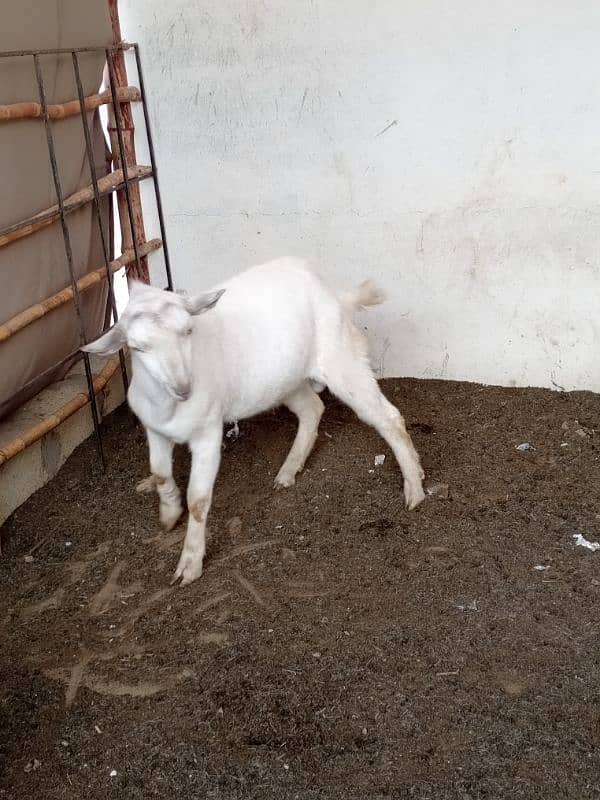 tedda bakra available for sale 4