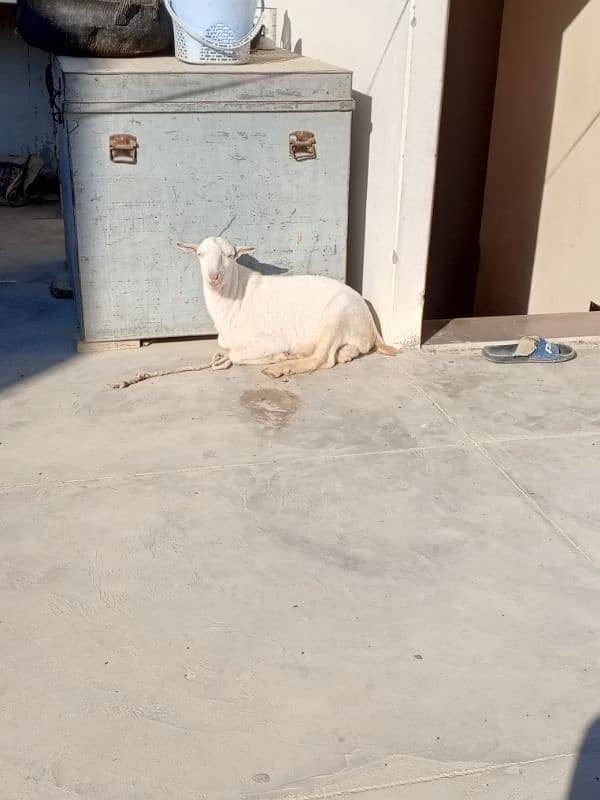 tedda bakra available for sale 5