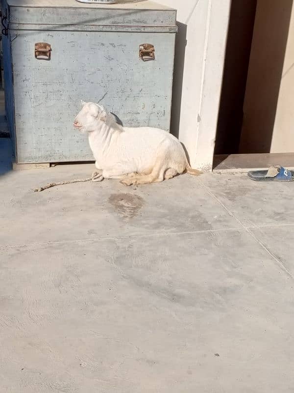 tedda bakra available for sale 6