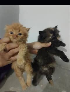 Male and Female kitten