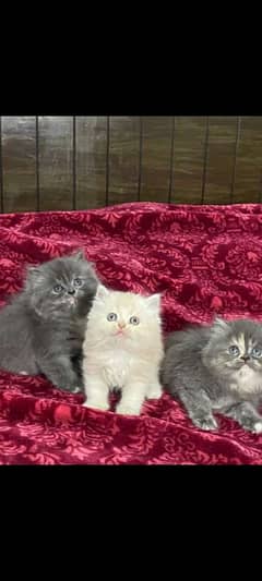 Cat " | Persian| Blue eye| kitten| Punch face| 3 kot