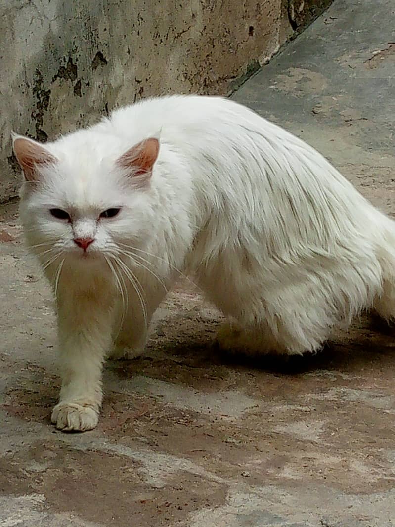 Fluffy Blue-Eyed Persian Cat – 6 Months Old, Playful & Healthy!" 0