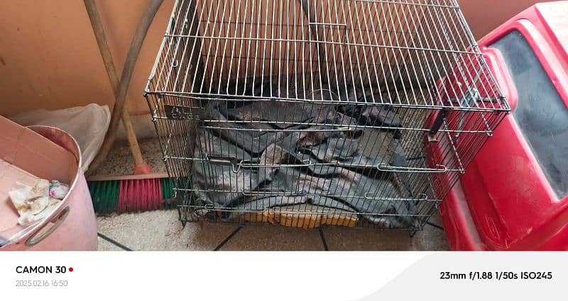 parrots cages / breeding boxes  /parrot feed cleaner machine 5