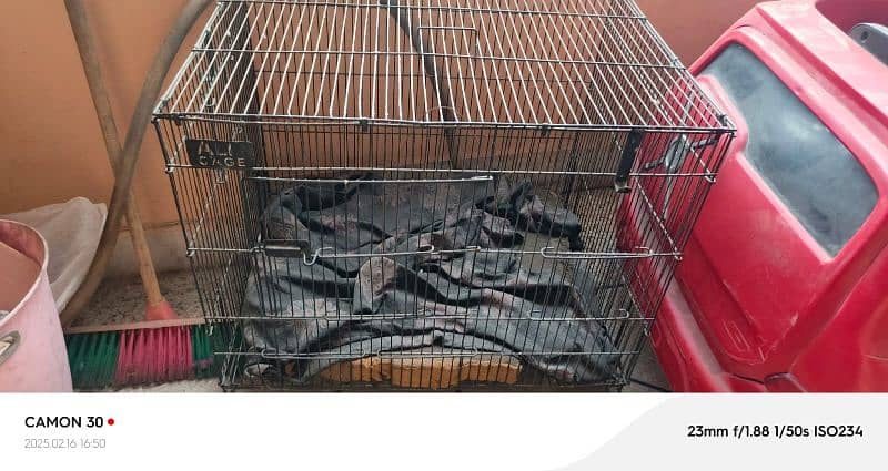 parrots cages / breeding boxes  /parrot feed cleaner machine 6