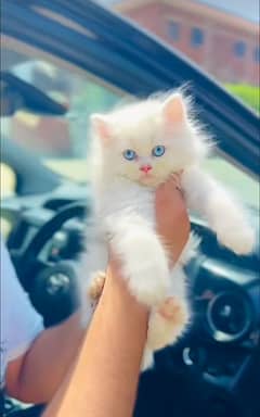 Cat Persian|Blue eye| kitten|Punch face|triple kot