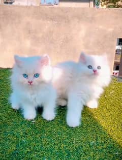 Cat Persian|Blue eye| kitten|Punch face|triple kot *&