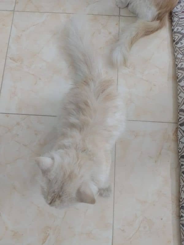 Persian cat 0