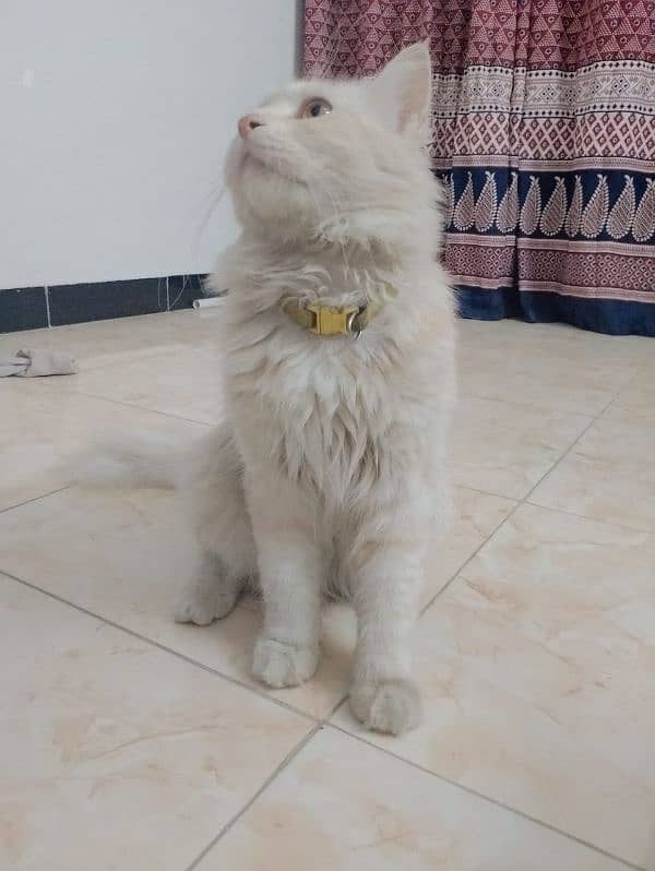 Persian cat 1