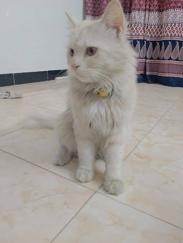 Persian cat 2