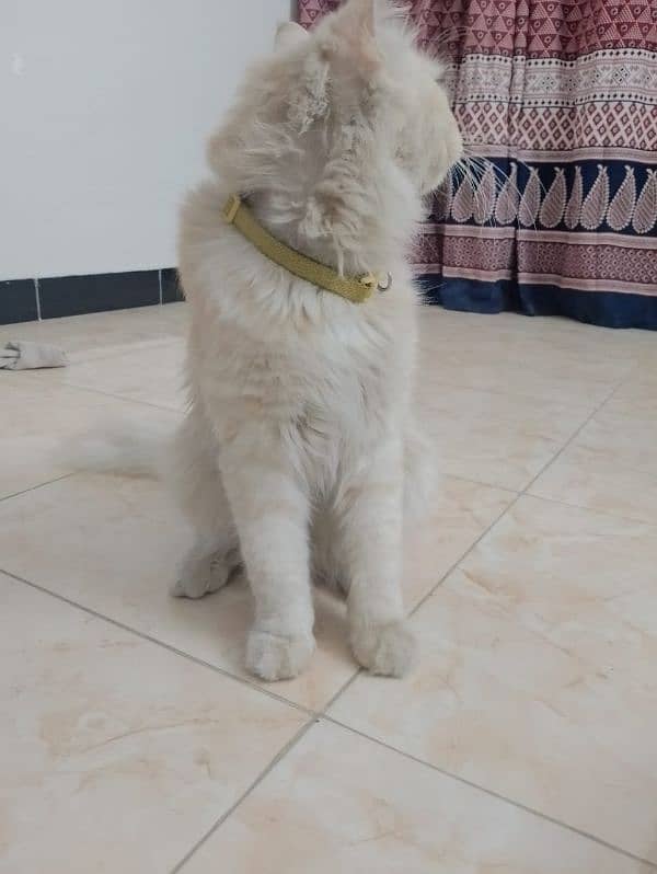 Persian cat 3