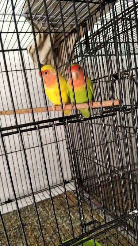 love birds 8