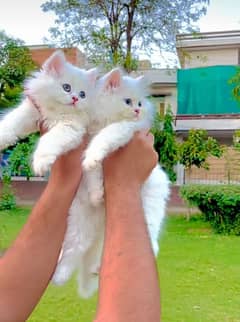 Cat Persian|Blue eye| kitten|Punch face|triple kot⁠⁠ᴥ⁠⁠