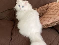 Persian Male kitten for sale