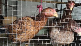 Aseel Hens and Fertile Eggs