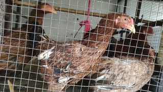 Aseel Hens and Fertile Eggs