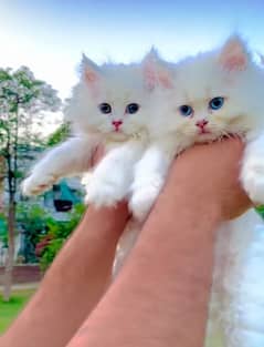 Cat Persian|Blue eye| kitten|Punch face|triple kot⁠⁠:⁠