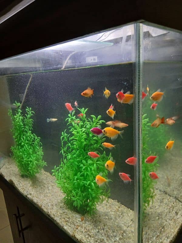 Fish Aquarium For Sale / Size 3x2 0