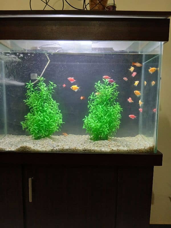 Fish Aquarium For Sale / Size 3x2 2