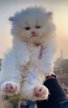 Cat Persian| low price| kitten|Punch face|triple kot