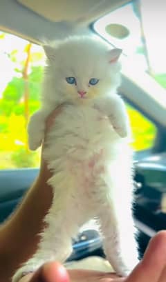 Cat Persian|Blue eye| kitten|Punch face|triple koted €