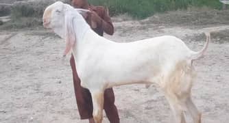 Premium Pure Gulabi Bakra for Sale – Call Me _03207353182