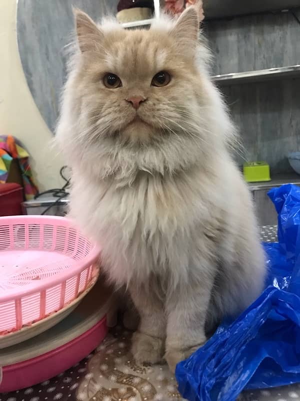 persian male kitten 1