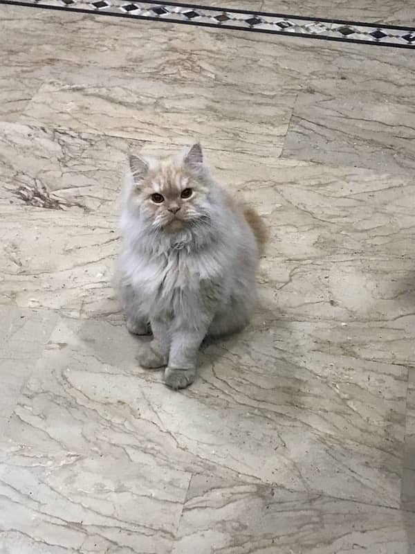 persian male kitten 3