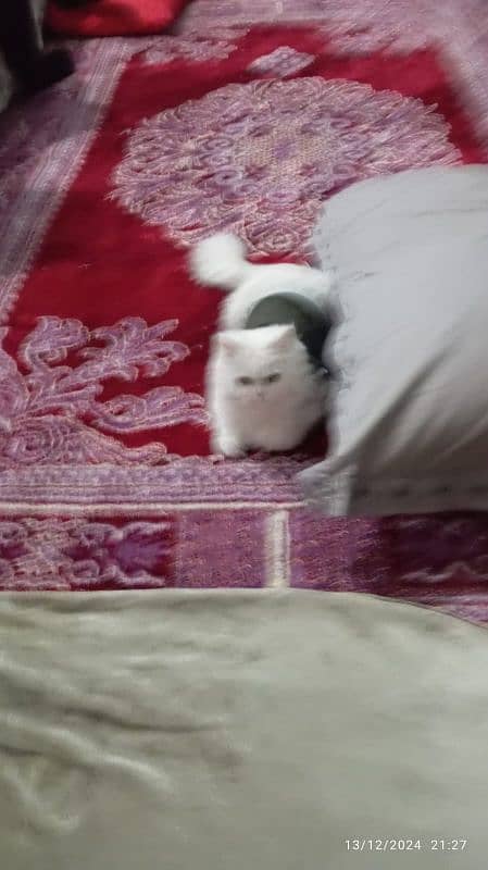 Persian Cat for sale 3