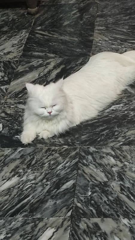 Persian Cat for sale 2