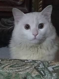 white male cat