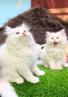 Cat Persian | Blue eye | kittens  •√| Punch face | triple kot