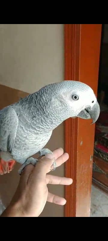 Fully Tame Talking & Playfull 10 Months Huge Size African Grey Chick 1