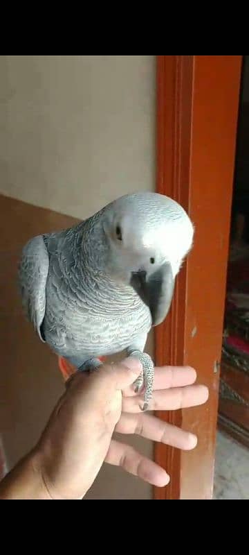 Fully Tame Talking & Playfull 10 Months Huge Size African Grey Chick 2