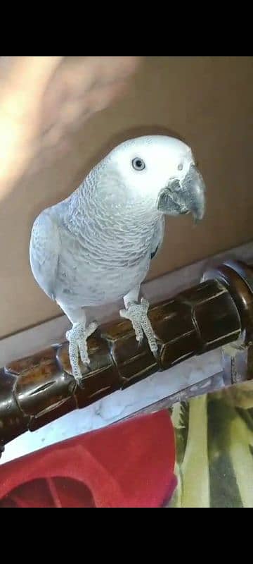 Fully Tame Talking & Playfull 10 Months Huge Size African Grey Chick 3